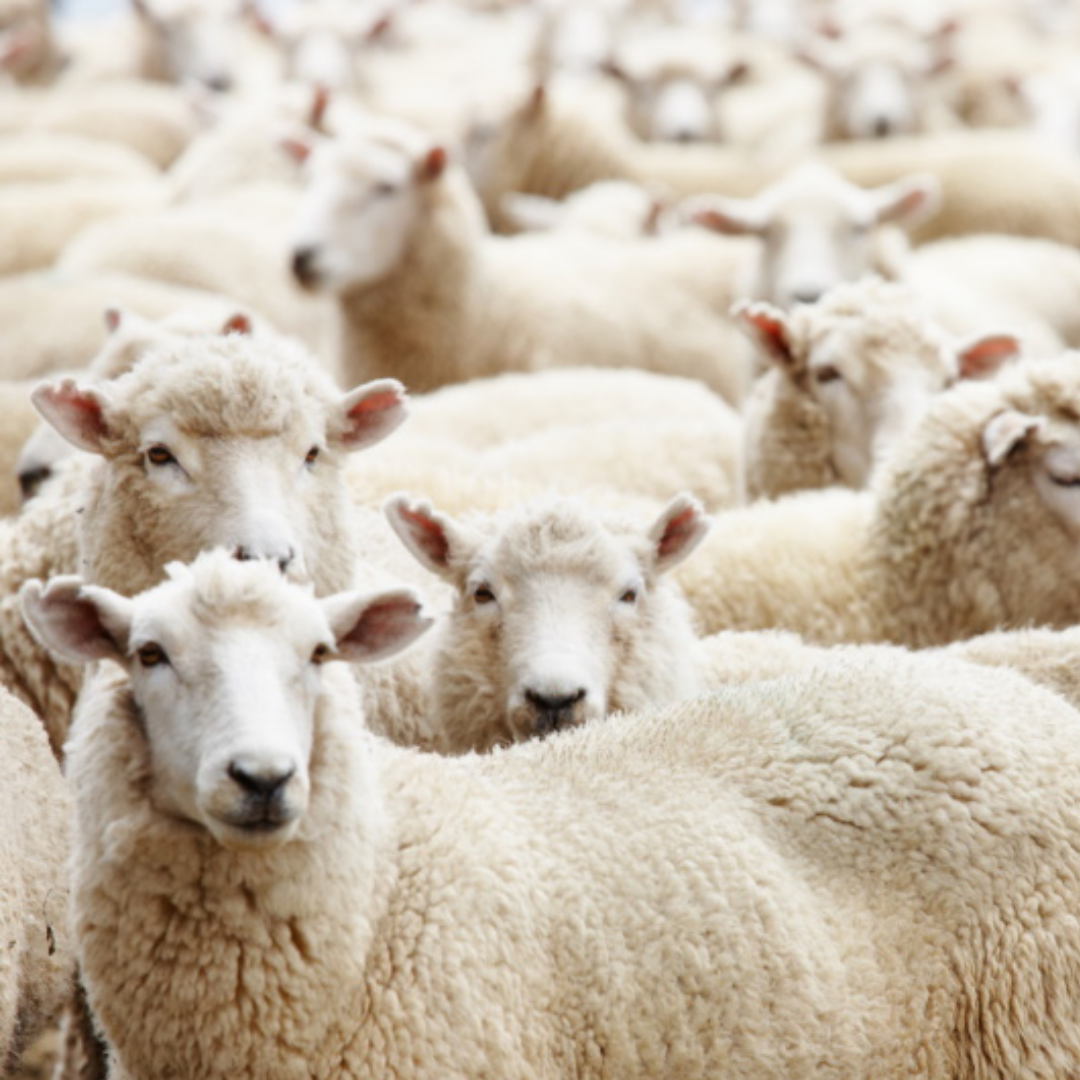 Pillow 50×70 Cm With 50% Merino Wool And 50% Natural Latex Flakes – Natural Comfort And Long-Lasting Support