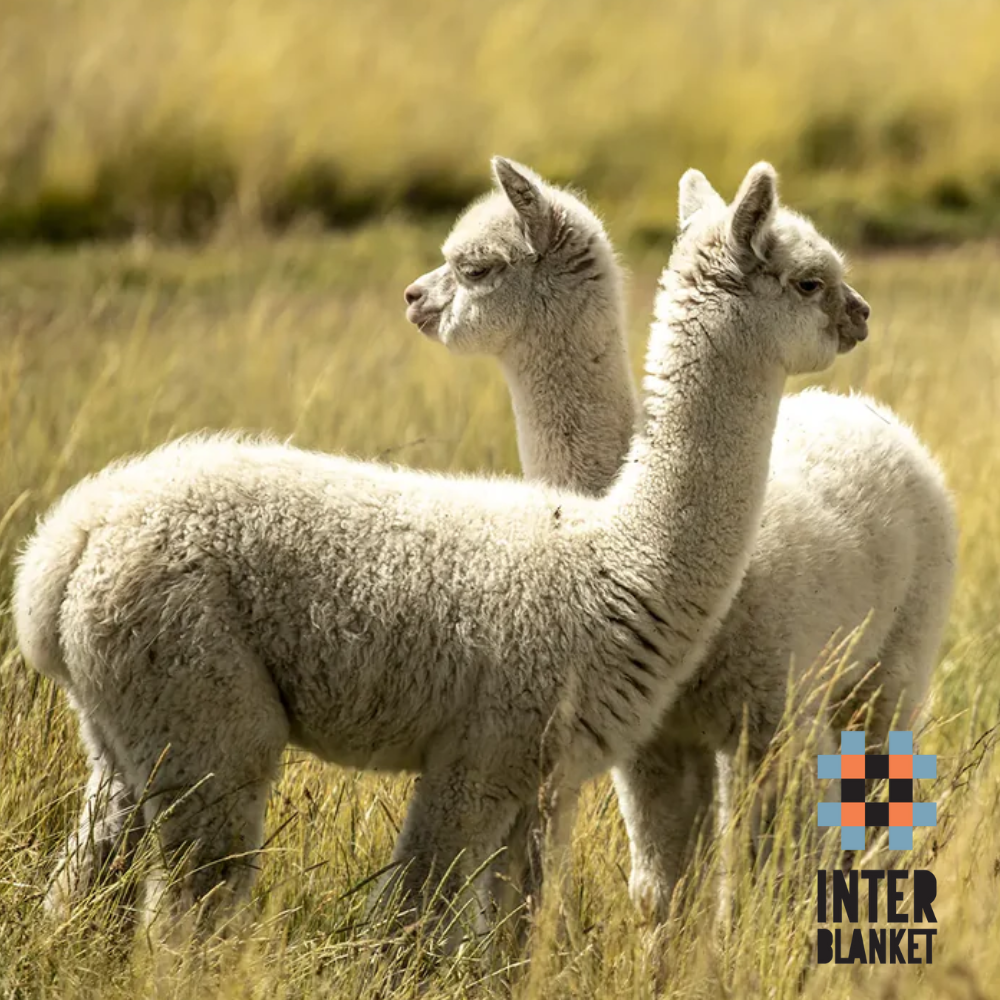 Луксозно Одеяло От 100% Бейби Алпака Вълна – Зелен | 130×180 См, 500 Г