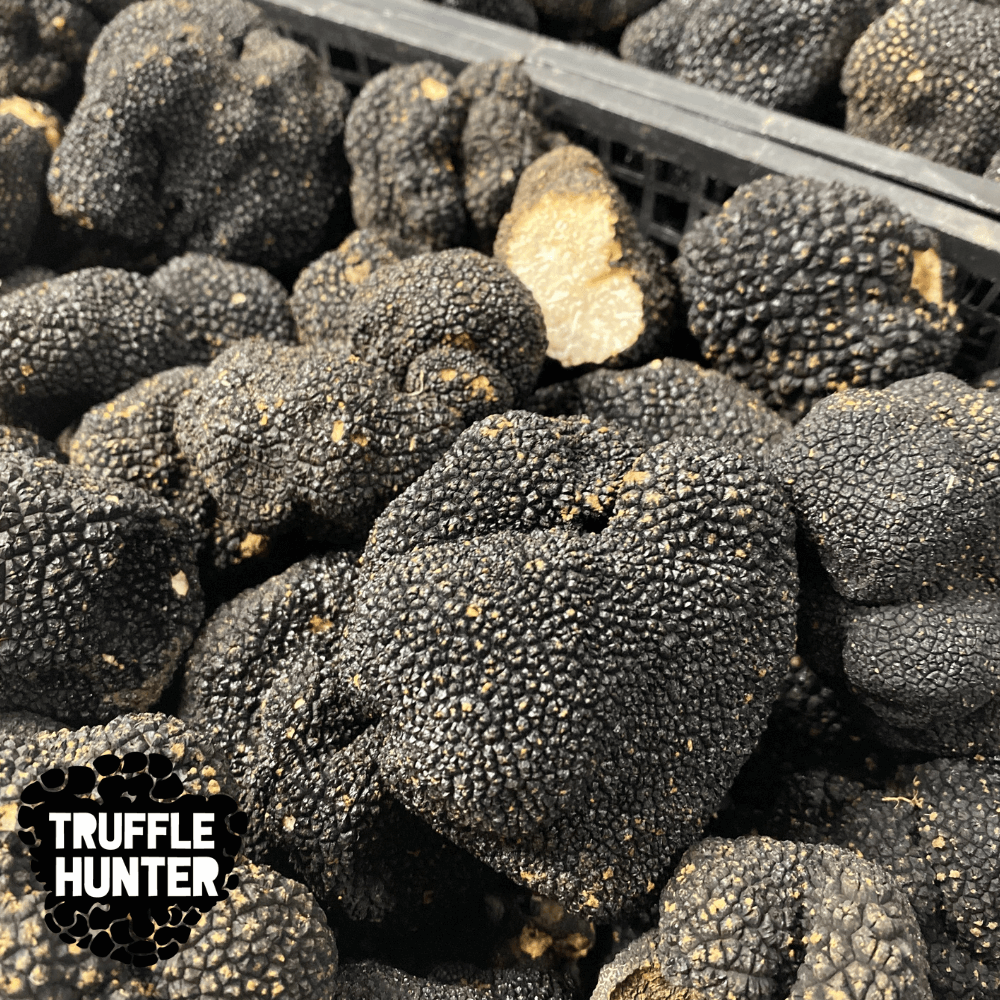Трюфел За Обучение На Куче 100 Гр
