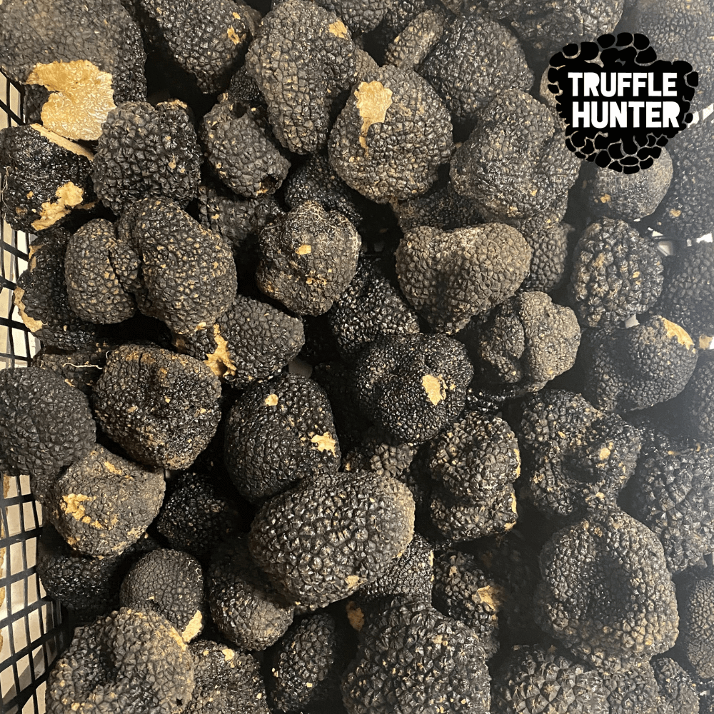 Трюфел За Обучение На Куче 100 Гр