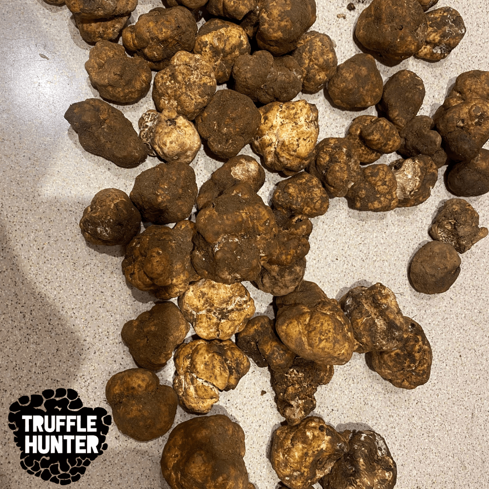 Трюфел За Обучение На Куче 100 Гр